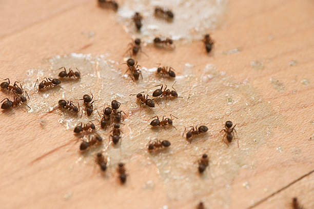 Best Cockroach Control Services  in Excelsior Springs, MO