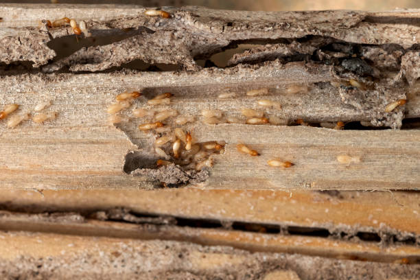 Best Wasp Removal Services  in Excelsior Springs, MO