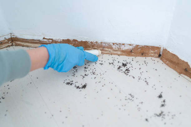 Flea Control Services in Excelsior Springs, MO
